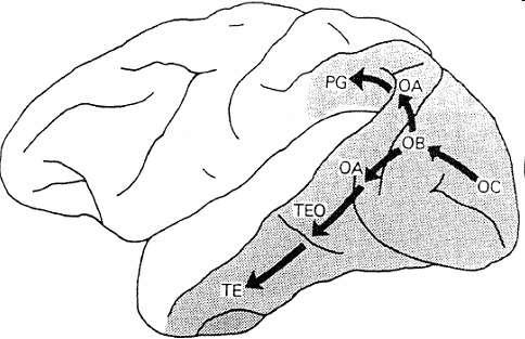 Górny i dolny korowy szlak wzrokowy u małpy Postulowane jest istnienie dwóch odrębnych szlaków przetwarzania informacji wzrokowej w korze naczelnych.