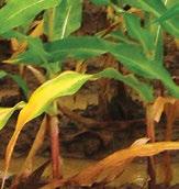 N AZOT Niedobór azotu w kukurydzy Azot jest głównym składnikiem chlorofilu związku, dzięki któremu rośliny wykorzystują energię słoneczną podczas fotosyntezy N Objawy niedoboru azotu Azot jest