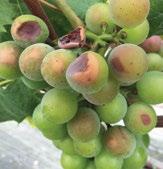 Ca WAPŃ Niedobór wapnia w winogronach Objawy niedoboru wapnia Nowe liście są zniekształcone, zwinięte lub sierpowate. Zamierają stożki wzrostu. Końcówki korzeni obumierają, a ich wzrost jest powolny.