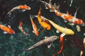 Ichtiocestovet Pro+C Profilaktyczny suplement dla ryb karpiowatych o działaniu antypasożytniczym Zalety żywienia: - Zawiera aktywną formę potasu K20 zwalczając mieszane inwazje pasożytów endogennych