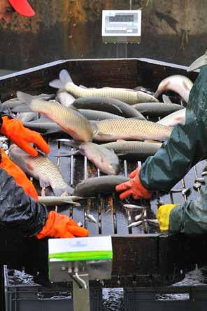 Karp Standard Pasza dla ryb konsumpcyjnych Zastosowanie: Kompletna, zbilansowana mieszanka paszowa dla karpiowatych w trzecim roku życia.