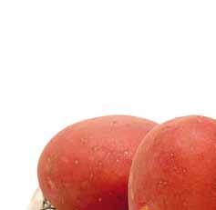 Red Sonia bardzo wczesny, czerwony ziemniak jadalny Red Sonia bardzo wczesna odmiana ogólnoużytkowa wczesny czas dojrzewania czerwona, gładka skórka wyrównane bulwy z z płytkimi oczkami żółty,