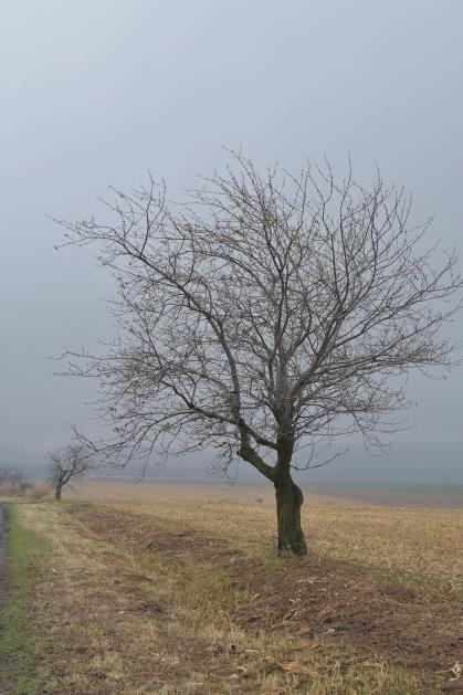 STOSZOWICACH 2017