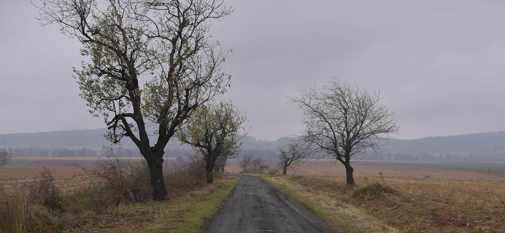 Czereśnia nr 24. Fot.