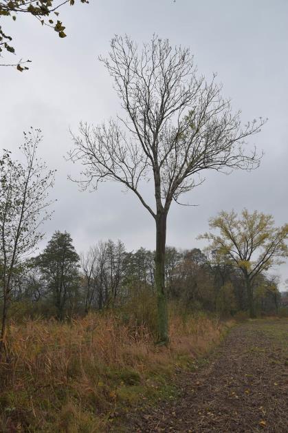 Wymagania dotyczące sadzonek drzew: Forma pienna (Pa), x2, na podkładce czereśnia ptasia, obwód pnia na wysokości 1 m: 4-6 cm, wysokość 1,5 m (pojemnik lub goły korzeń żelowany).