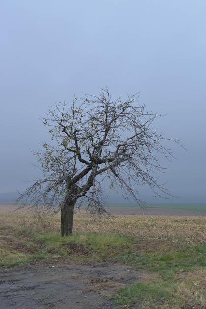 ALEJA CZEREŚNI W STOSZOWICACH 2017 Fot.