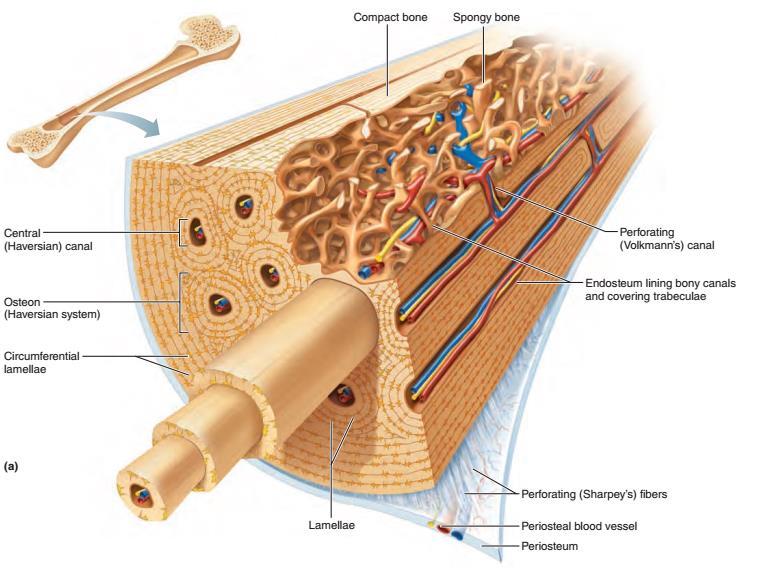 kość zbita kość gąbczasta kanał Haversa osteon