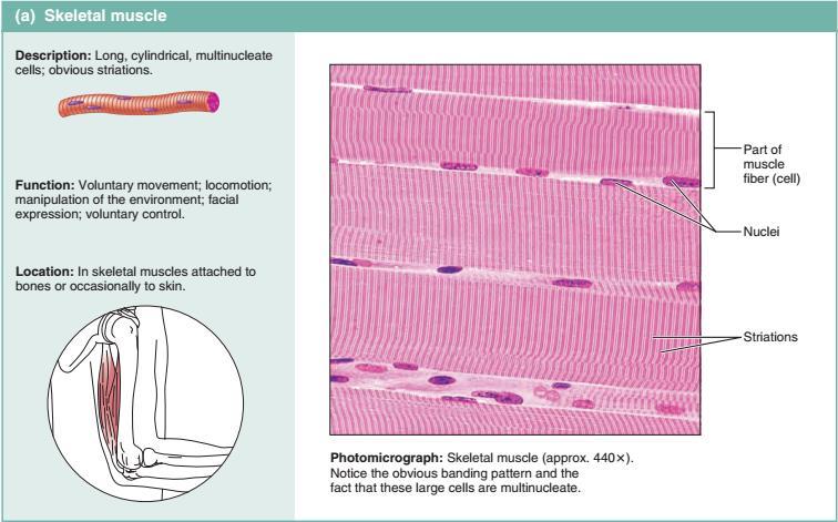 Mięśnie szkieletowe Komórki długie, cylindryczne, wielojądrzaste, widoczne prążkowanie