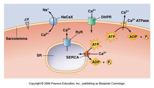 Obieg Ca 2+ w komórkach mięśniowych DHPR receptory dihydropyridynowe (zależne od napięcia kanały Ca 2+ typu L) RyR receptory