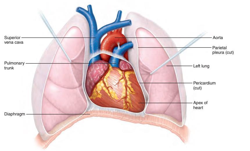 Serce żyła główna górna pień płucny aorta opłucna