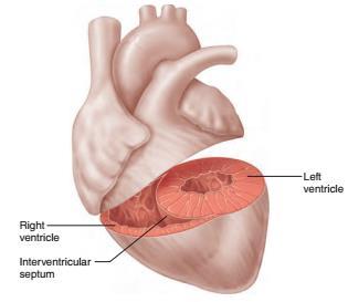 tętnica płucna lewa LEWY PRZEDSIONEK żyły płucne lewe
