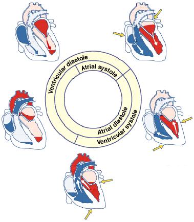 1 Rozkurcz komór Ciśnienie w przedsionkach przewyższa ciśnienie w komorach otwierają się zastawki i krew napływa do komór.