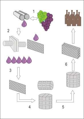 ETAPY PRODUKCJI WINA 1. Winogrona muszą jak najszybciej dotrzeć z winnicy do winiarni, by nie rozpoczęła się niekontrolowana fermentacja 2. Zgniatanie na skutek tego powstaje moszcz.