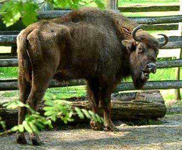 restitiution of local breeds in Poland Okres międzywojenny XX