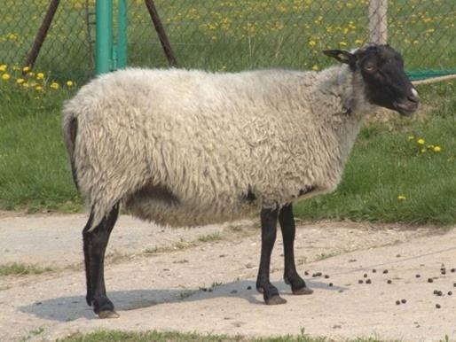 OWCE SHEEP 15 RAS 15 BREEDS świniarka, wrzosówka, olkuska, polska owca