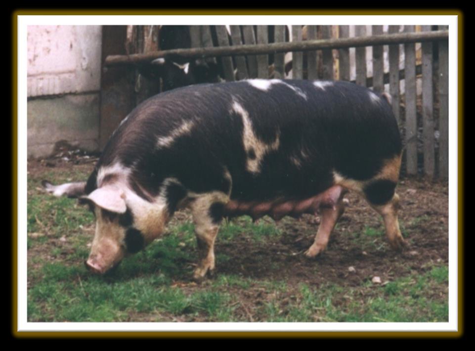 ŚWINIE PIGS