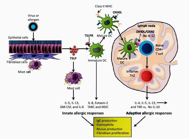 Alergeny indukują odpowiedź limfocytów Th2: rola