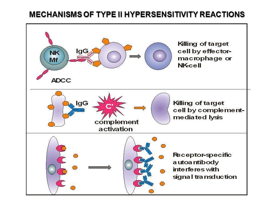 Typ II nadwrażliwości mechanizmy niszczenia tkanek Cytotoksyczność zależna od