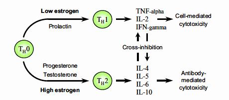 Rola hormonów w utrzymaniu równowagi Th1/Th2: związek z chorobami