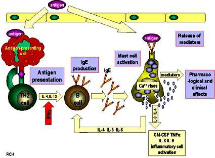 Główne komórki w rozwoju nadwrażliwości typu I Odpowiedź pierwotna