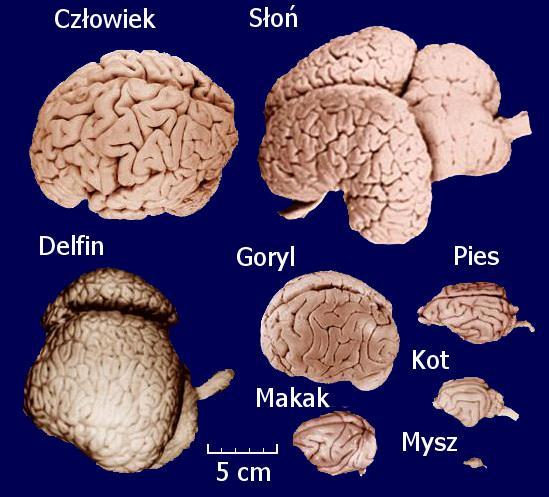 1m 2 Obszary podkorowe: Rdzeń przedłużony (oddychanie, połykanie, trawienie)