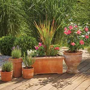 Rośliny tarasowe w donicach i skrzynkach balkonowych Rośliny tarasowe i balkonowe można idealnie nawilżać,