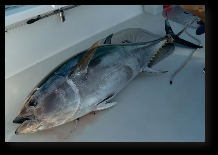 STAWKA WARTA TUŃCZYKA Wicked Tuna 7 Premiery w środy od 4 kwietnia o godz.