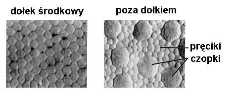 CZOPKI odpowiedzialne za widzenie dzienne (fotopowe; przy poziomie oświetlenia powyżej 30lx); liczba czopków na siatkówce jednego oka to około 6 mln.