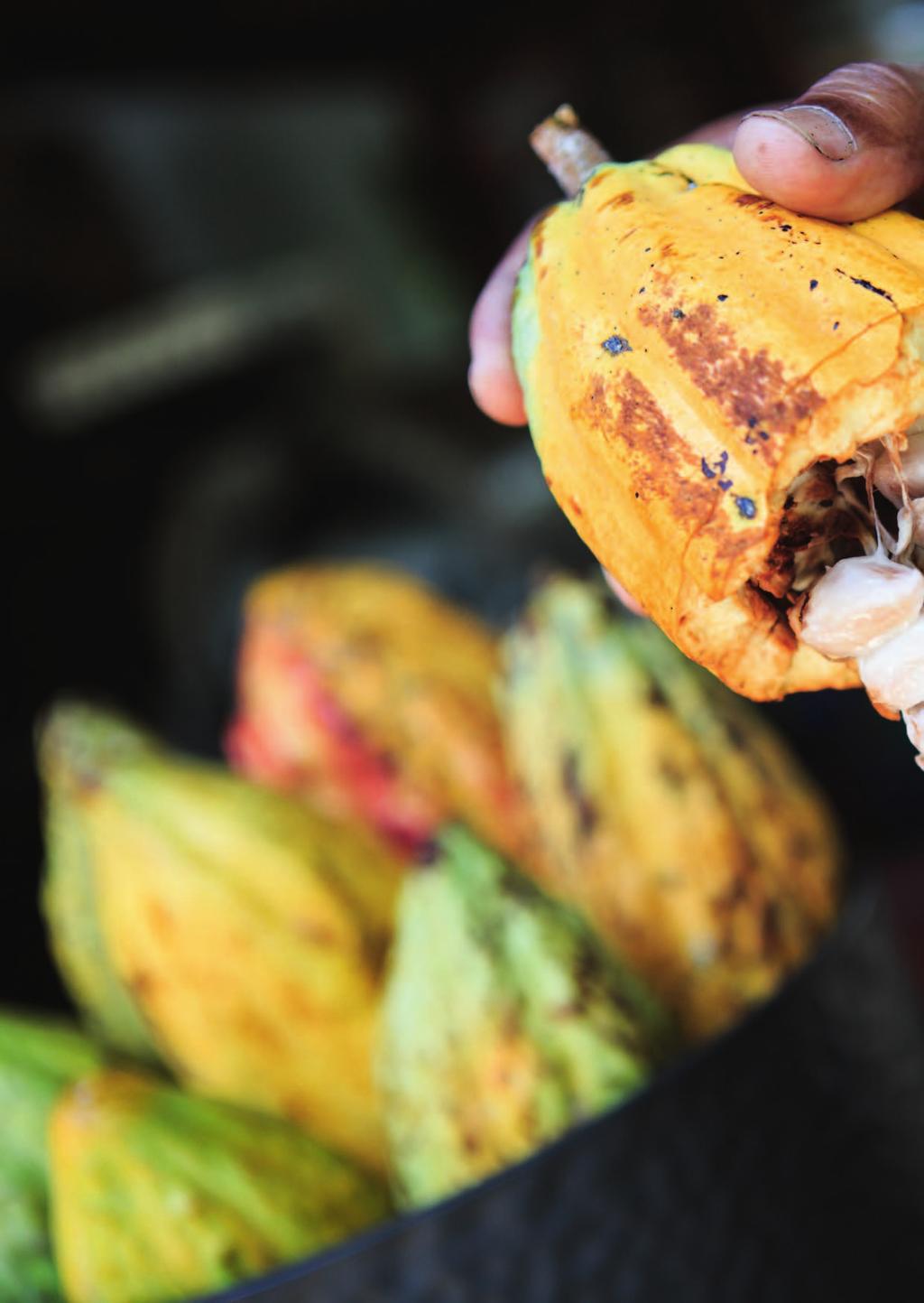 Jak rozróżniać ziarna kakaowca? Wszyscy znają smak czekolady, mimo jej licznych odmian. Co zatem wpływa na jej smak?