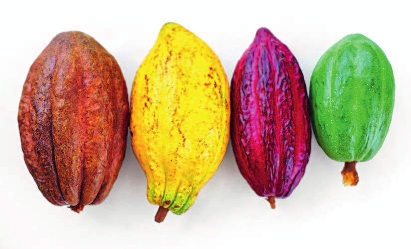 Nuta smakowo-zapachowa ziaren kakaowca Nie sposób opisać wszystkich odmian ziaren kakaowca, które dalej wywodzą się z tych trzech podstawowych, jednak wielu znawców tego tematu postarało się