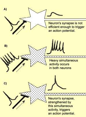 http://www.neurones.co.uk/neurosciences/chapters/chapter%208/ch%208%20old/p.18%20hippocampus%20old.html https://www.slideshare.