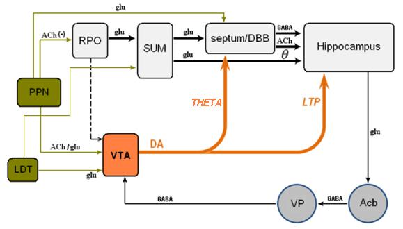 Proponowane miejsce VTA w systemie struktur generujących rytm theta: VTA jest dodatkowym, przejściowym ogniwem pomiędzy jądrami mostu a przegrodą N N Rola
