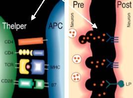 Istnieje wyraźny związek pomiędzy aktywnością immunologiczną a aktywnością synaps nerwowych Synapsa immunologiczna AChE Synapsa neuronalna chemiczna