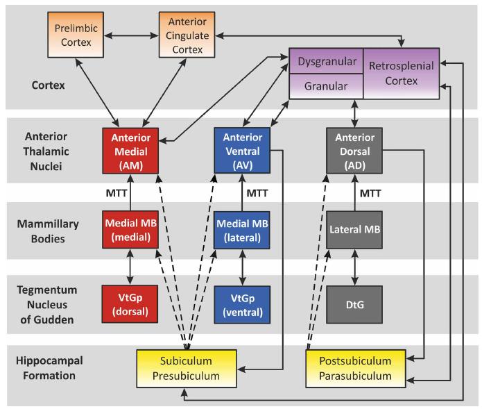 Podsystemy funkcjonalne Jankowski et al. (2013) Podsystemy funkcjonalne zaproponowane przez Aggletona et al. (2010). W 2010 roku, Aggleton i in.