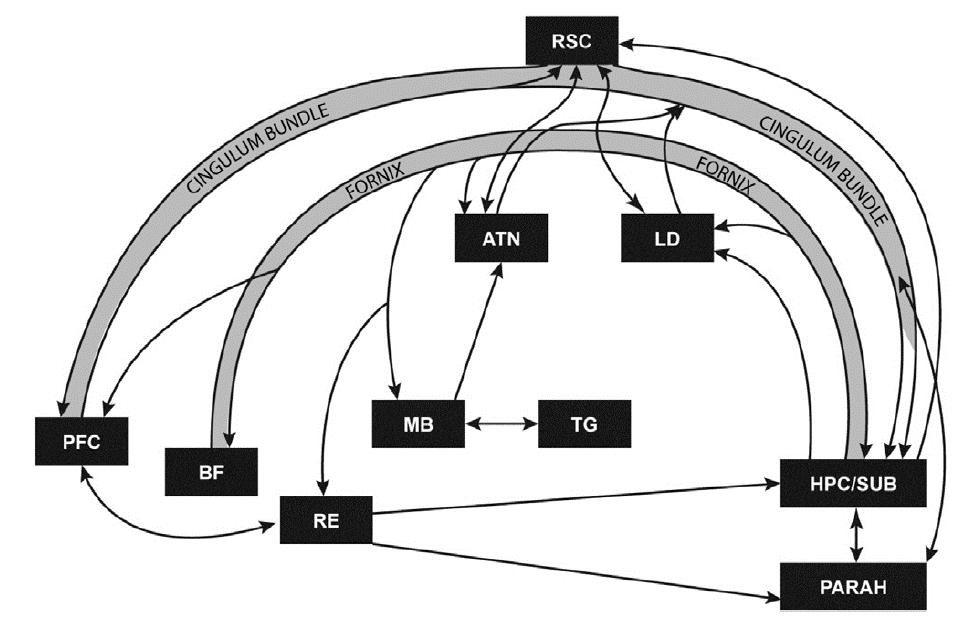 Lezje struktur obwodu a pamięć podsumowanie badań neurochemicznych c-fos c-fos, zif268, acetylocholina c-fos c-fos, zif268 acetylocholina c-fos acetylocholina c-fos c-fos, zif268, pcreb c-fos c-fos,