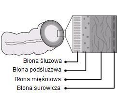 Przydanka lub błona surowicza Jest to warstwa leżąca najbardziej zewnętrznie.