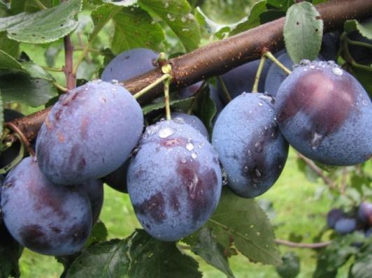1. Badanie wpływu nowych, parchodpornych odmian jabłoni i gruszy oraz mało podatnych na choroby i szkodniki odmian drzew pestkowych na wczesność
