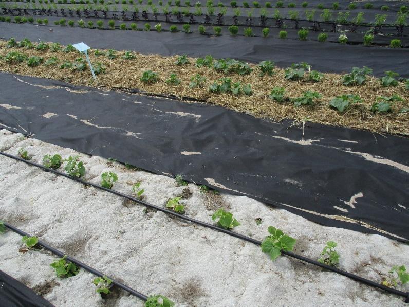 Certyfikowanym Polu Doświadczalnym IO kontynuowano dwa doświadczenia uprawowe: ocena przydatności odmian warzyw strączkowych do upraw ekologicznych, z przeznaczeniem do bezpośredniego spożycia i na