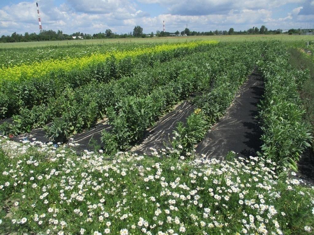 Ekologiczne Pole Doświadczalne w Skierniewicach 29 Pierwsze doświadczenie składało się z dwóch niezależnych części, w których oceniano przydatność do upraw ekologicznych: 5 odmian grochu: Wando,