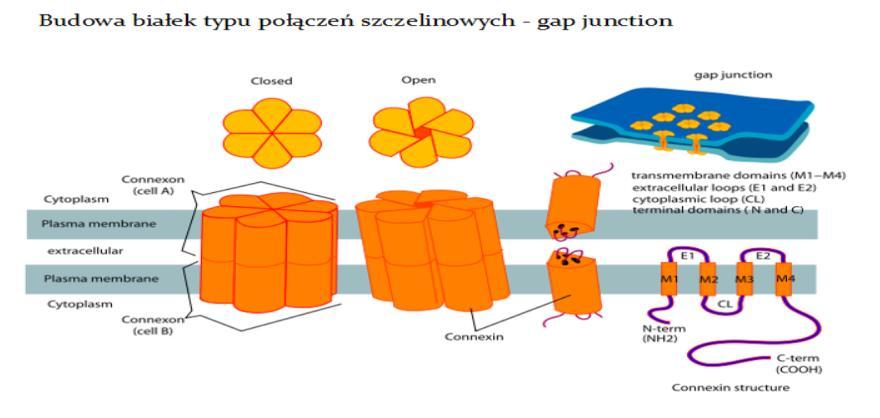 Zespół Ushera, Zespół Pendreda, Zespół Jervell i Lange-Nielsena 10.
