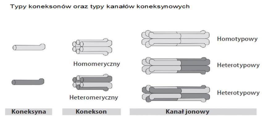 najczęściej zmutowany gen będący przyczyną NSHL koneksyna a konekson - GJB6 (Cx 30) delecje, dziedziczenie digeniczne, czy utrata elementów