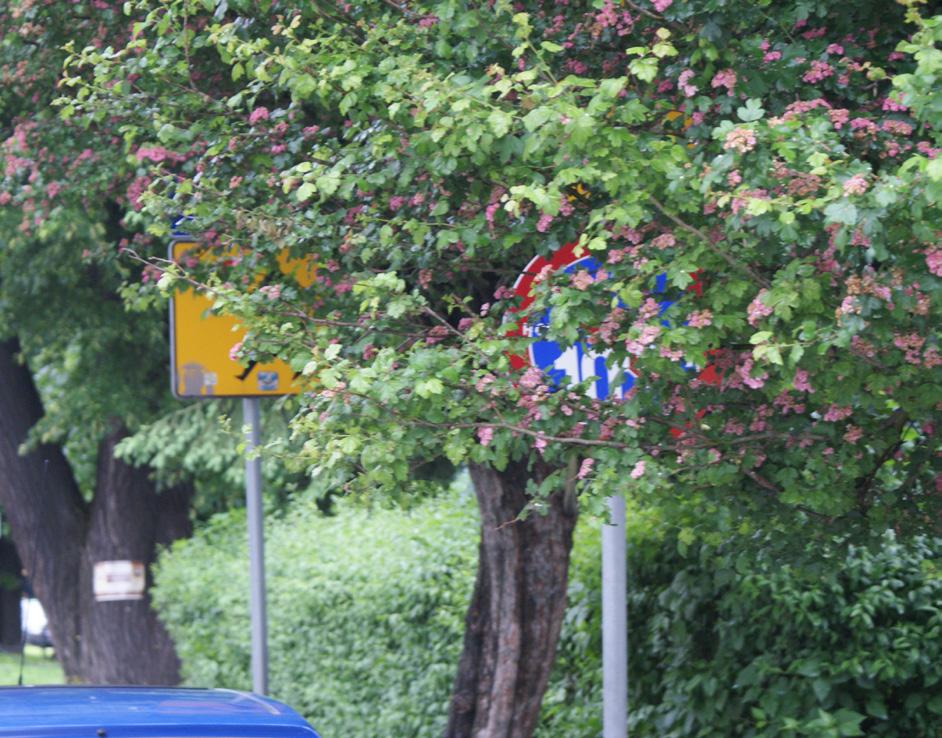 in podstawą sytuowania znaków drogowych i urządzeń bezpieczeństwa ruchu, bądź też niedostosowania do niej faktycznego oznakowania.
