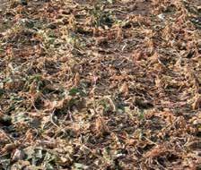 Cechą rozstrzygającą w tym przypadku jest rozwój silnego systemu korzeniowego, głęboko osadzona rozeta liściowa, płaskie ułożenie liści oraz wysokie stężenie cukrów w liściach jako ochrona przed