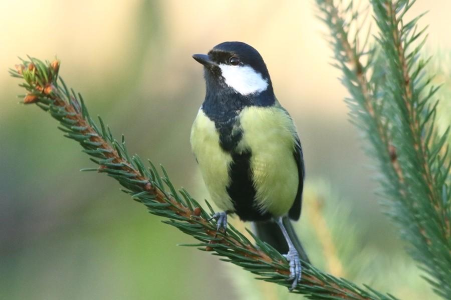 Sikora bogatka Parus major Największa i najliczniejsza sikora spośród sześciu gatunków sikor występujących w Polsce. Rozmiarami zbliżona do wróbla.