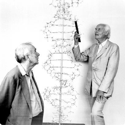 W 1953 roku James Watson i Francis Crick ustalili