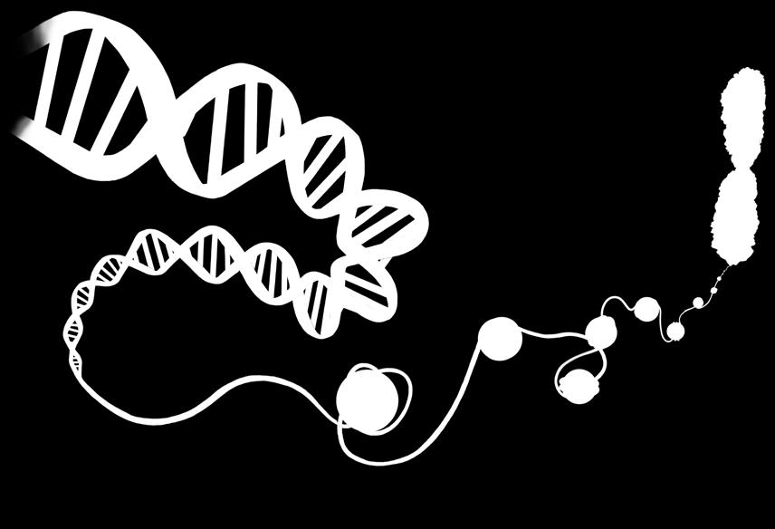 DN w połączeniu z biłkmi nosi nzwę chromtyny. biłk Ile chromosomów mją nsze komórki?