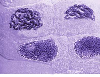 Znik otoczk jądrow i zczyn się tworzyć wrzeciono podziłowe struktur, dzięki której chromosomy