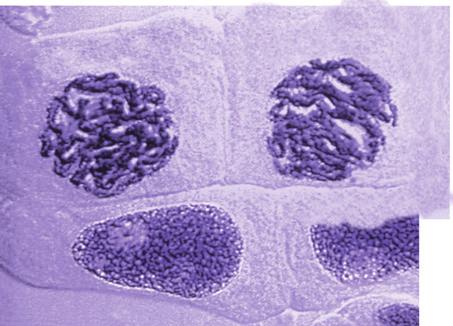 Nstępnie chromosomy ustwiją się w płszczyźnie równikowej, czyli mniej więcej w środku komórki.