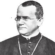Prwo czystości gmet Podstwowe prwo dziedziczeni mówi, że w kżdej gmecie orgnizmu diploidlnego (komórce jjowej i plemniku) znjduje się tylko jeden llel dnego genu.
