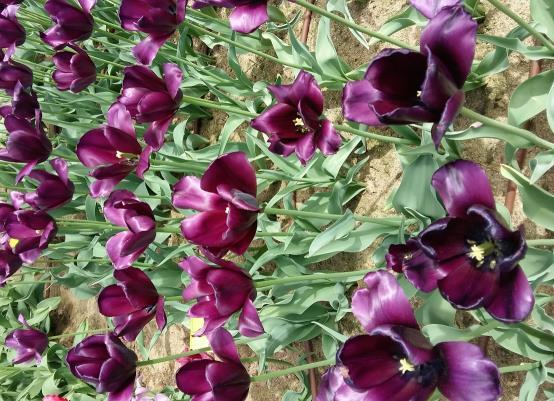3. Tulipan polskiej hodowli klon